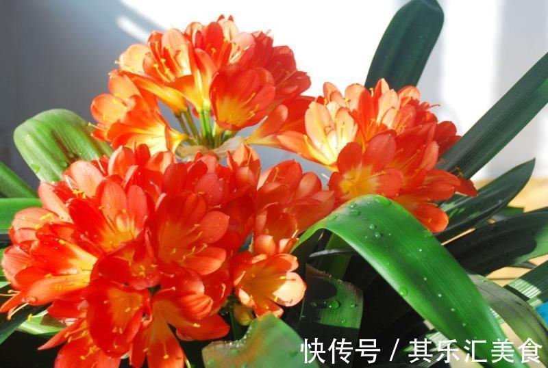 花盆|君子兰出现3个问题，定要及时改正，不然黄叶烂根，冬天没花看