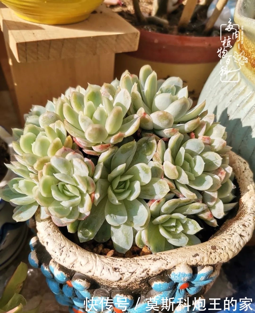 回顾令人难忘的2020年!2021,我定不负美肉不负众望!