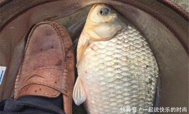 秋冬|秋冬想钓大鲫鱼,没有给力的窝料怎么行,这个配方有奇效,别错过