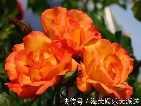 宠爱小姐|“精品月季”宠爱小姐,金蕊红衣,美轮美奂,堪称养花必备