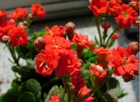 室内温度|老花匠养“长寿花”,轻轻松松变“老桩”,花友给1000不卖