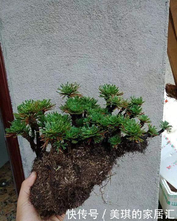 野草|路边野草,种盆里变成值钱盆景,超好养还好看