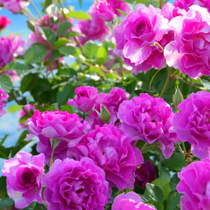 花了100块不到,庭院就大变样,花香四溢,一不小心变成花海