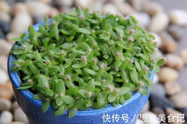 食醋|别用这4样水浇花，不然养什么植物都得浇一盆死一盆