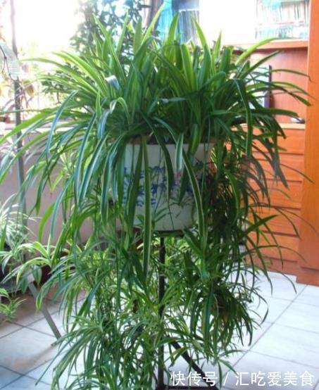 家里养了4种花，长不好就“剃个头”，剪秃了猛长出一茬新叶