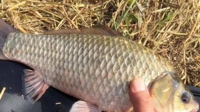 野钓最容易爆护的钓法,下钩几分钟就上鱼,没五年野钓经验玩不动