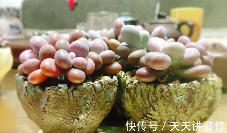 夏天|夏天养多肉桃蛋,注意这4个小细节,不化水不烂根,叶子粉嘟嘟