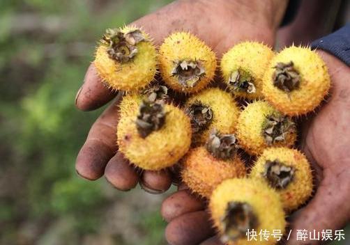 农村孩子常吃的6种野果,茶泡上榜,城里人可能只认识2种