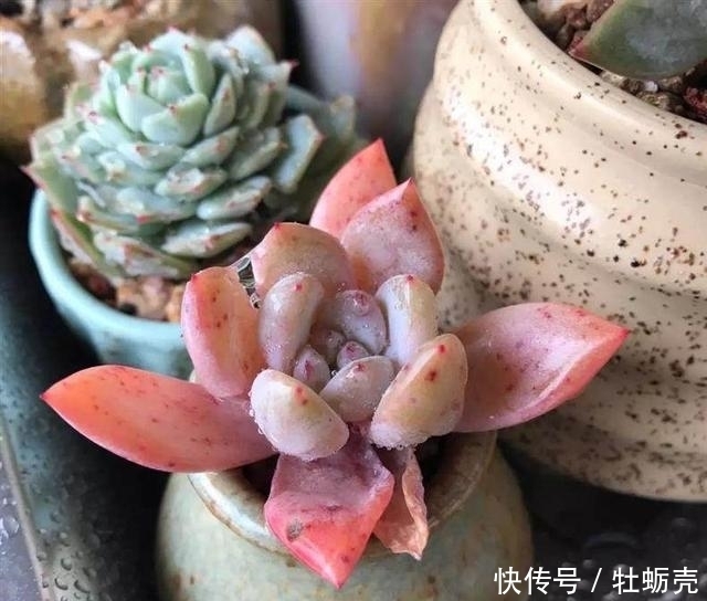 兰石|7字秘诀来养多肉,入坑9年多肉植物没徒也没腐