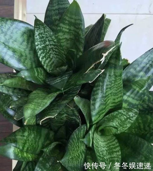 盆栽虎皮兰,学会这3招,保证让你的虎皮兰不断长侧芽