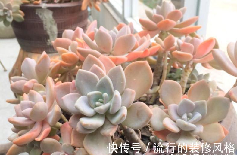 胧月和冬美人，同为最常见的多肉品种，谁在高温地区的表现更好？