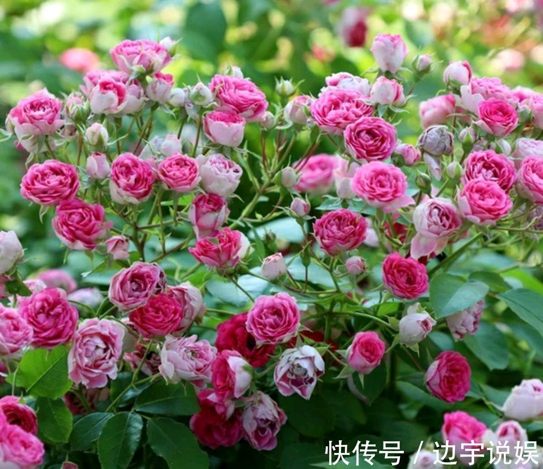 月季胭脂扣开花美似蔷薇,做到5点,开花爆盆成瀑布,眼馋得很