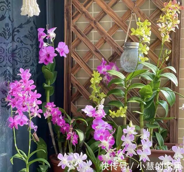 公认的“12种耐阴花”，有点散光就能长，花叶俱美有格调