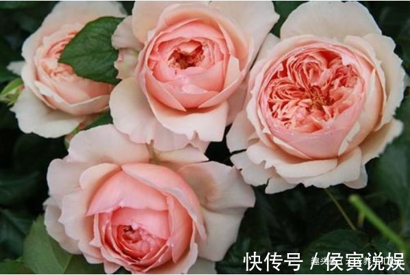 “精品玫瑰”卡罗拉,红艳似火,寓意炽热的爱情,可以说盆栽必备
