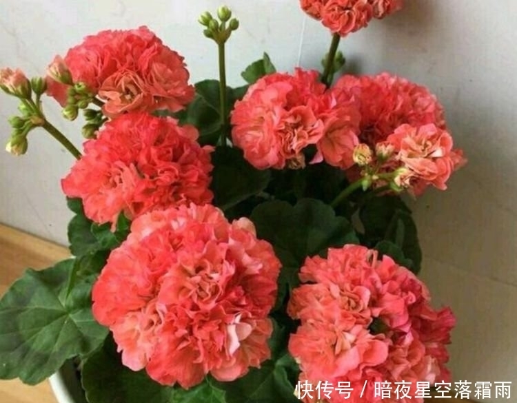 4种花养在家里，一整年都有好运气，夏季也能疯长不停