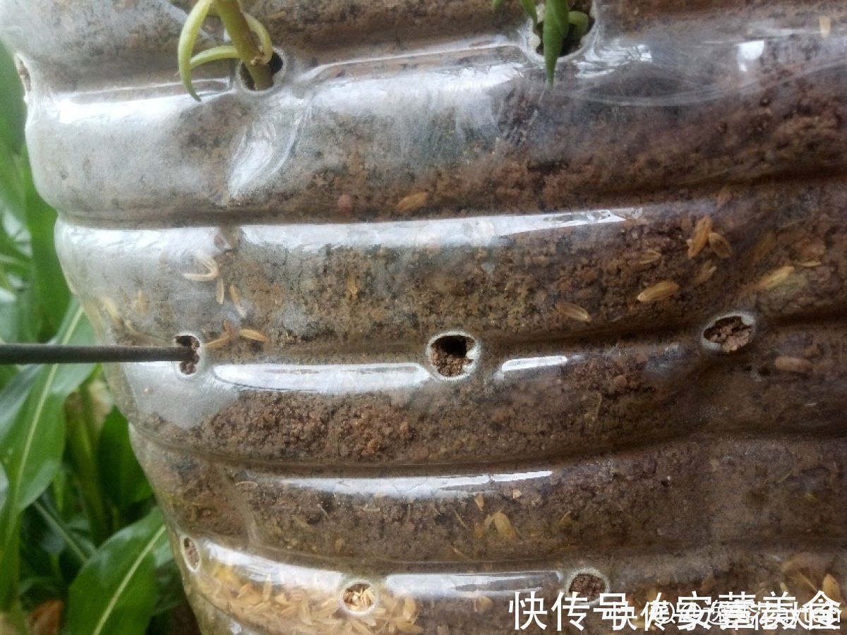 家里的油桶不要扔，拿来种菜养花，省钱又好用