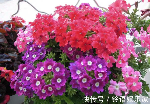 三角梅|家里就养这“3种花”,好看好养又便宜,开起花来拦都拦不住,美