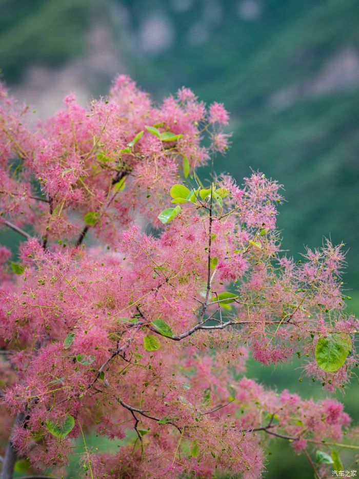 粉红|【郊野行摄】春风拂面，黄栌花开---雨中游京西幽岚山