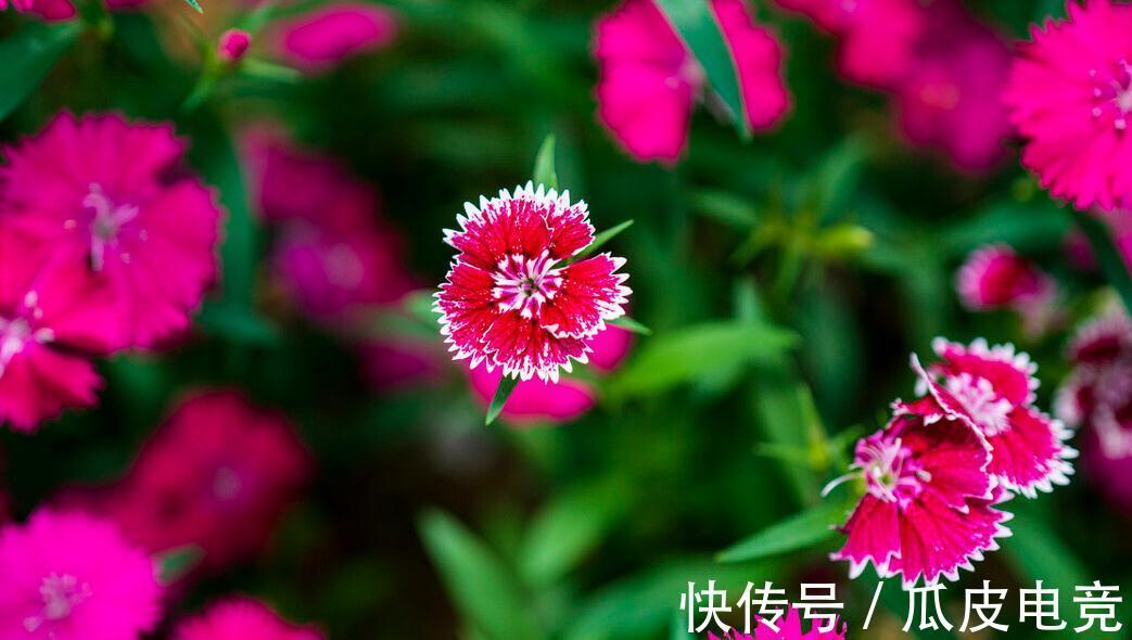 马上进入2022年,新的一年即将开启,为你推荐25种漂亮的花卉