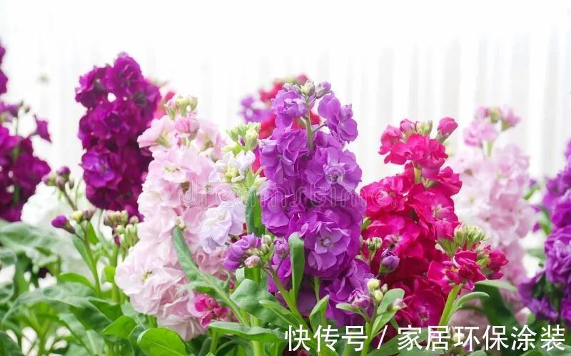 植株|此种耐冻花,自带体香,外面天寒地冻,家里开花香气满屋