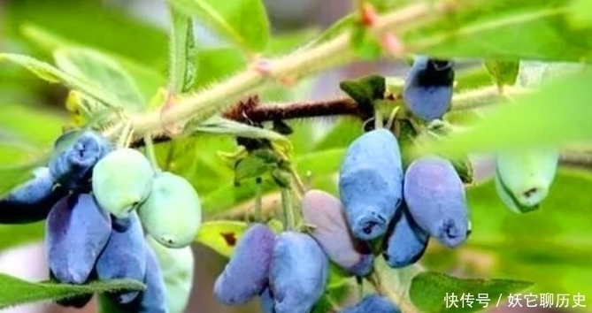  此野果曾是航天食物，营养是蓝莓的3倍，4年丰产，你会种吗