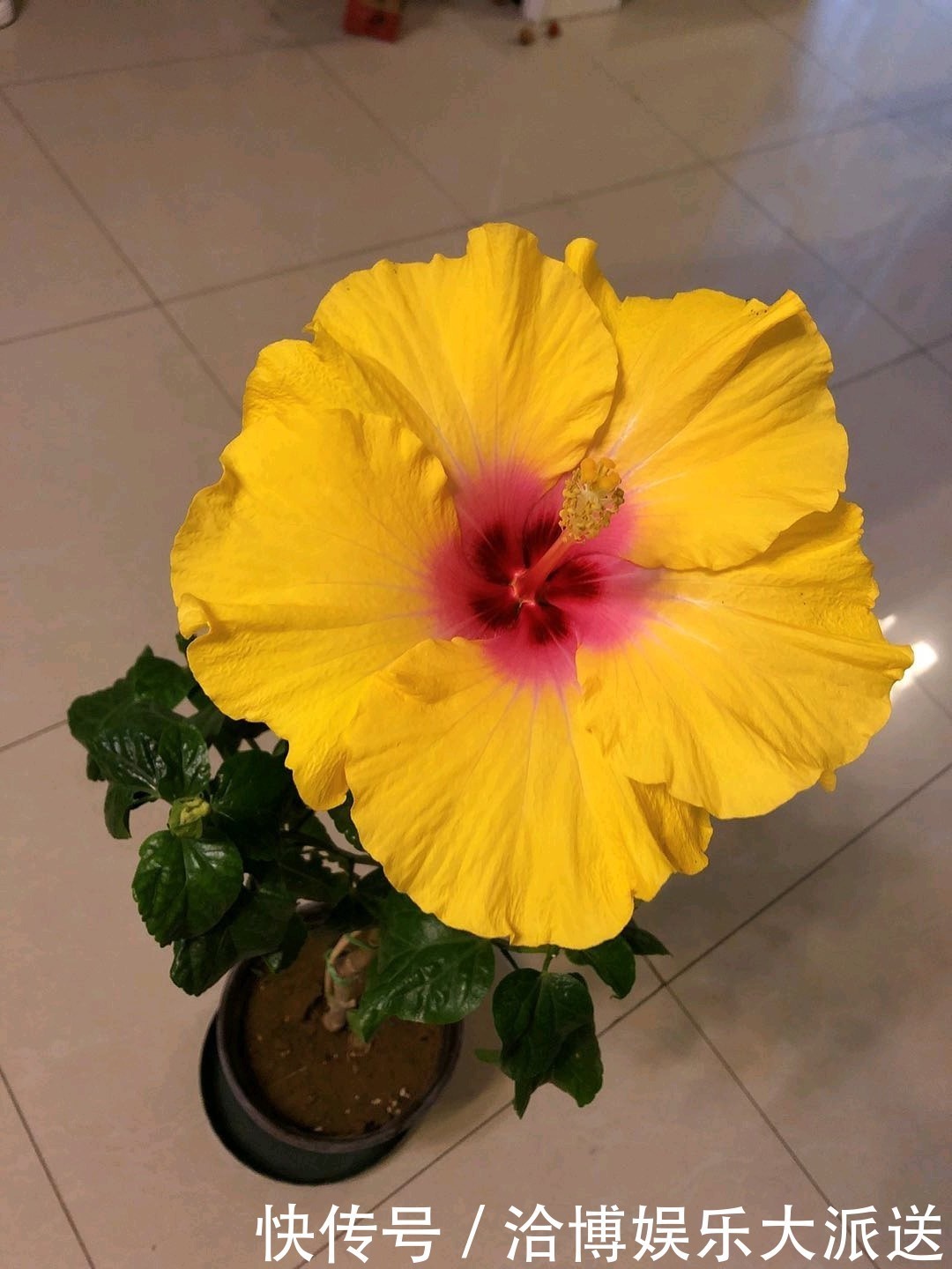 叶状|喜欢菊花,不如养盆“黑牡丹”初乌,黑如墨炭,妖艳有光泽!