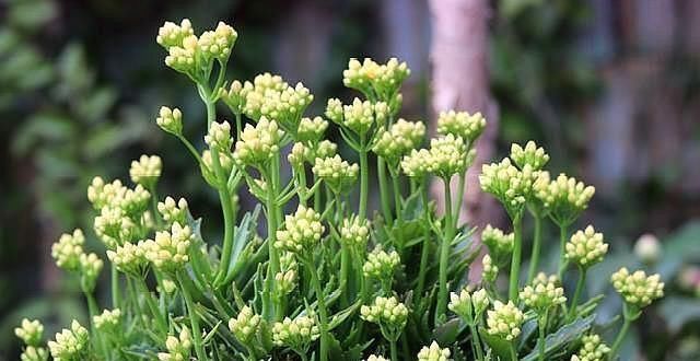 扦插长寿花只需“一根枝”，7天就生根，怎么扦插怎么活