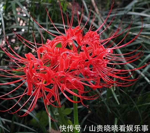 被名字耽误一生的花,好看不敢养,又叫“亡人花”,很美很凄凉