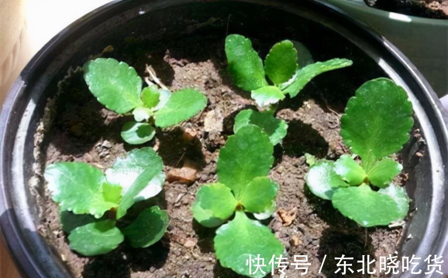 蟹爪兰|秋天养3种花,咔嚓1刀来扦插,入冬后花开爆满盆,不怕没花赏