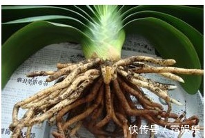 黄叶|老花农养花秘诀给君子兰喝一勺,不烂根、叶绿花艳!非常漂亮