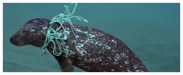 10975米的马里亚纳海沟，科学家不希望看到的东西，还是出现了