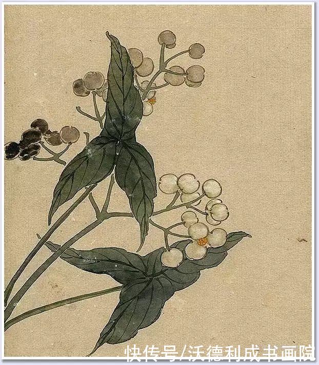 画菊|没骨百花图欣赏，美到骨子里