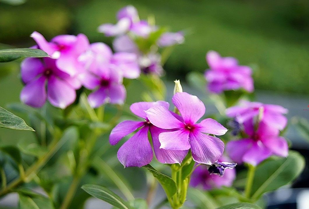 长春花|养花试试这几款，花开错落有致浪漫迷人