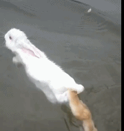 |搞笑GIF:当时我也很绝望 是她非得带我出去玩