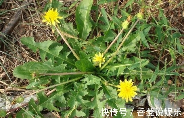 土方子|以前农村人不知道这种野草的作用，现在知道了，都争着采摘！