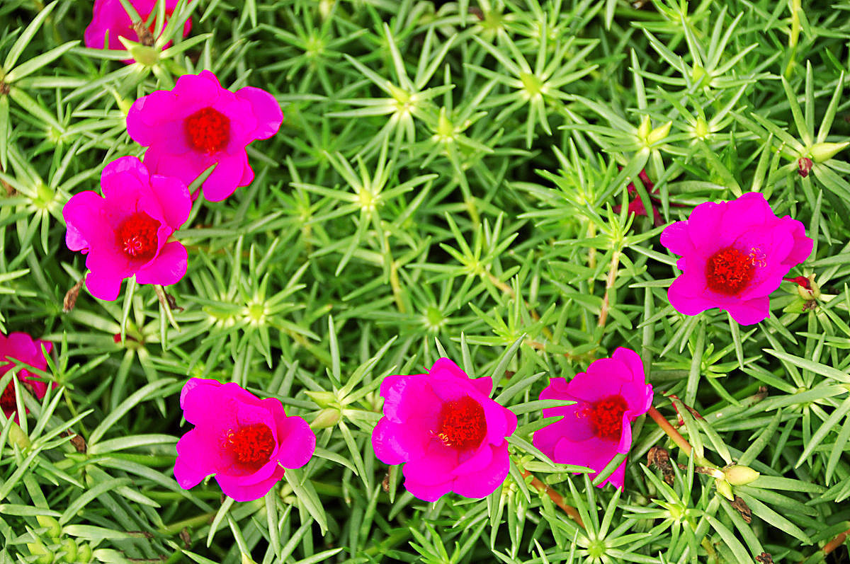 太阳花长得弱，开花少，做好4点，花开满盆，拦都拦不住