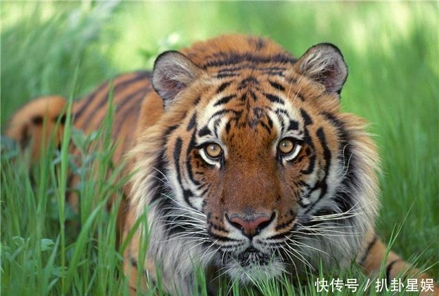 启示|《黔之驴》:从“黔驴之死”谈谈这则故事对人的启示