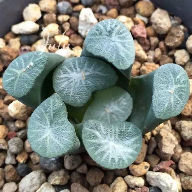 世界上最名贵的花,一盆就是一座房子!