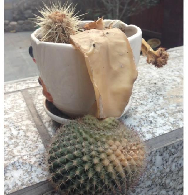 雨水|10种不能淋雨的花，淋完雨就死，盆栽养花注意事项