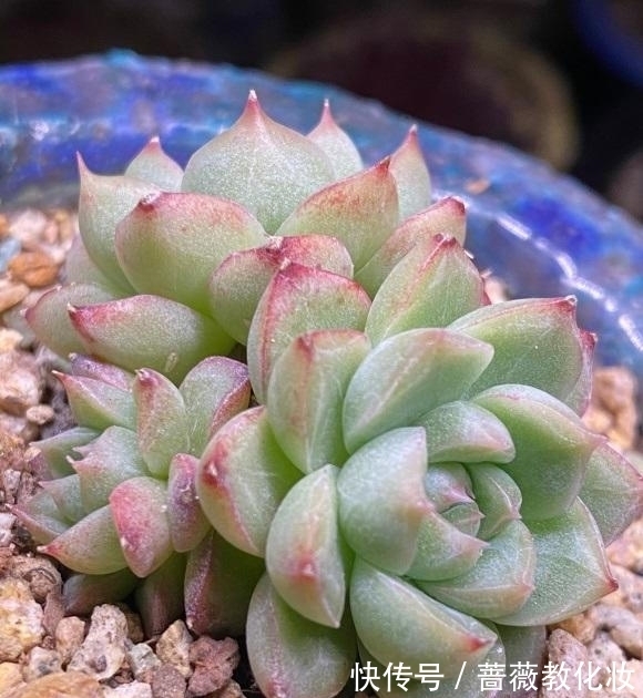 养多肉,配土很重要?只要会养,配土只是一种方式,无关紧要