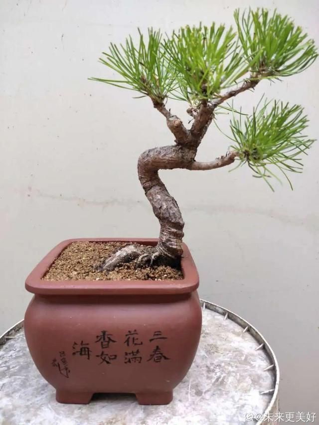 农村不起眼的树,挖一棵做盆景,比买得还要好看