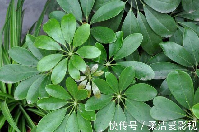 招财树|这几种花儿既漂亮又好养,寓意又吉祥,养在家中,何乐而不为呢?