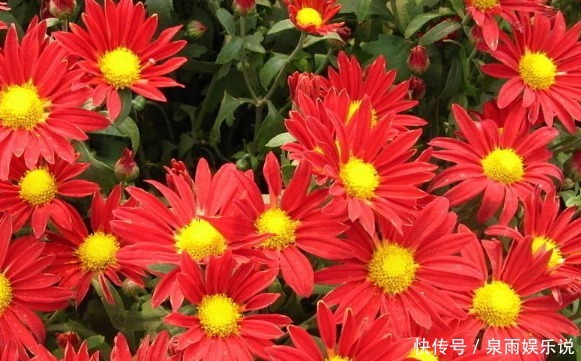 盆栽|喜欢养菊就选“小红菊”，色泽鲜艳，光彩夺目，花期长室内盆栽养