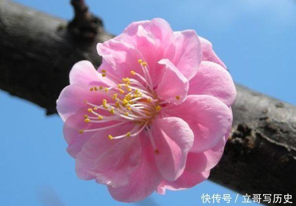 简单|此5种花卉,养护简单超美的,叶子比花还漂亮