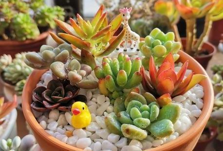 高颜值多肉的日常养护之浇水篇