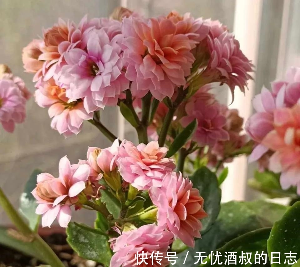 长寿花的3个催花小技巧,学会一个,花朵呼呼冒!