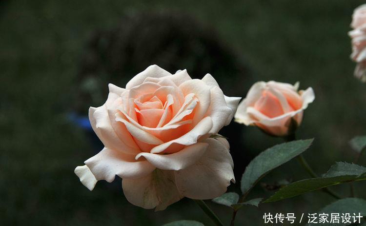 月季|喜欢月季,不如养盆精品月季“无限公主”,粉嫩娇贵,沁人心脾