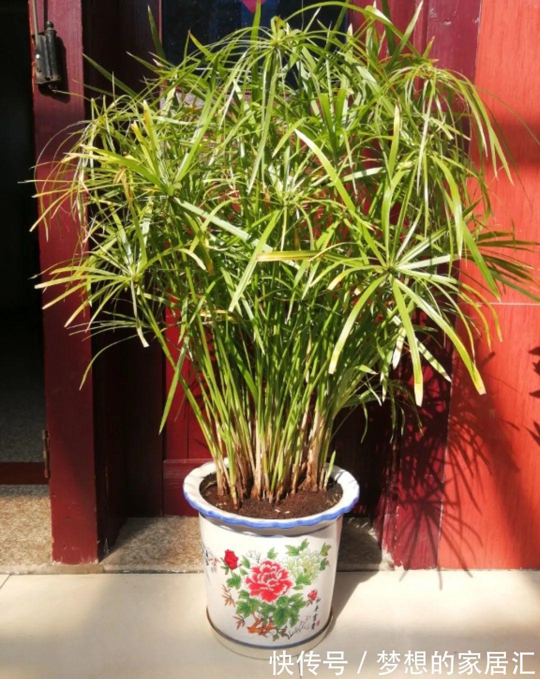 10种花太能喝水，一天一瓢水，7天爆满缸