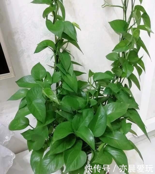 尿素|家里绿萝叶子暗淡无光,尝试一种小方法,叶子个个亮晶晶!