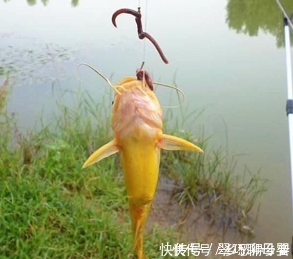 钓黄辣丁最好的饵料，放下去就咬，根本停不下来！